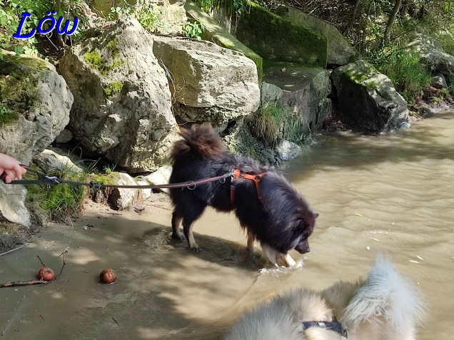 17.8.2024 -  Der Ruf des Wassers